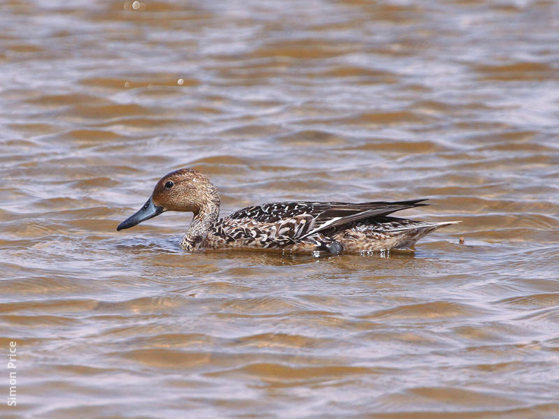 Northern Pintail (Female)