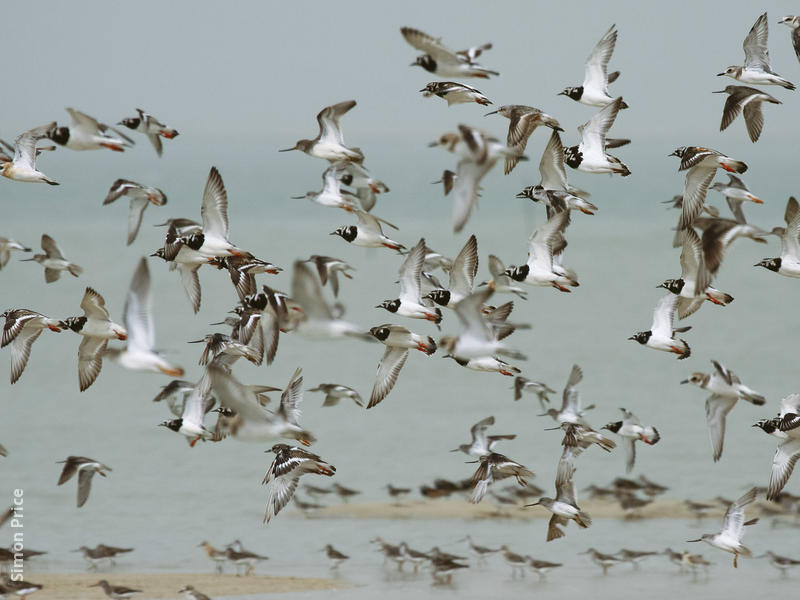 Ruddy Turnstone