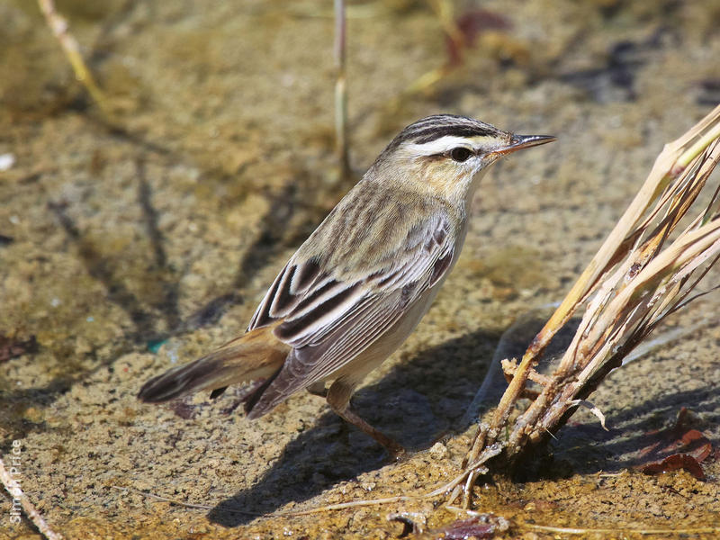 Sedge Warbler