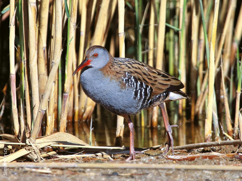 Water Rail