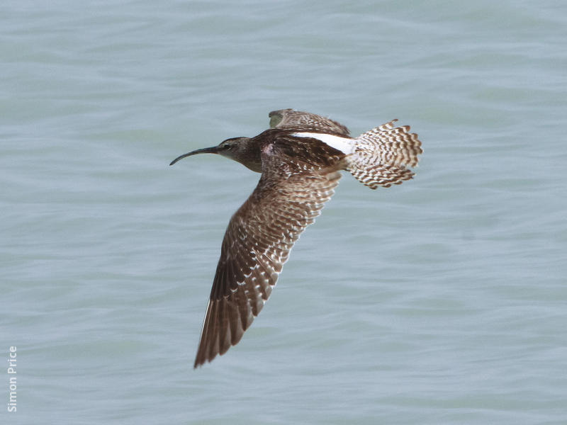 Whimbrel 