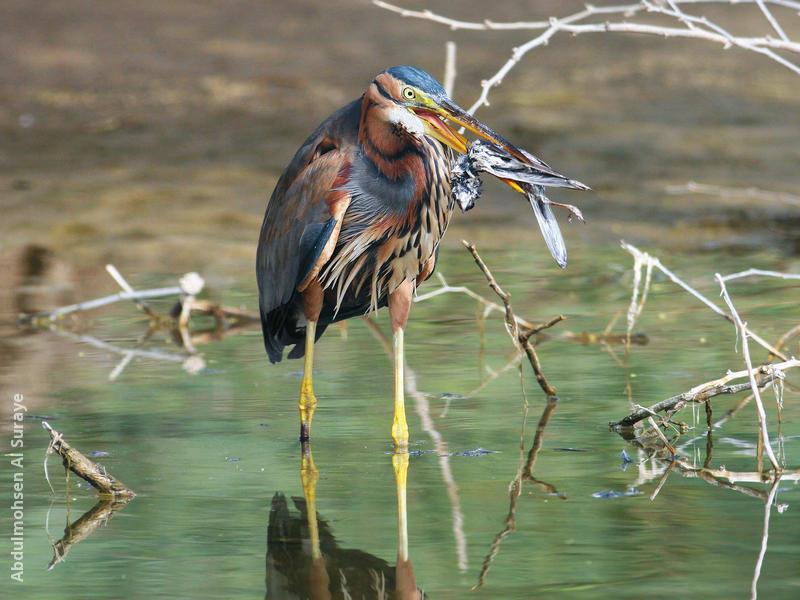 Purple Heron