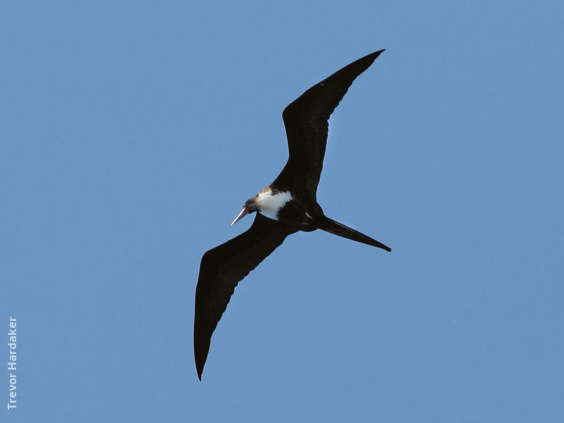 Lesser Frigatebird (Female, SOUTH AFRICA)