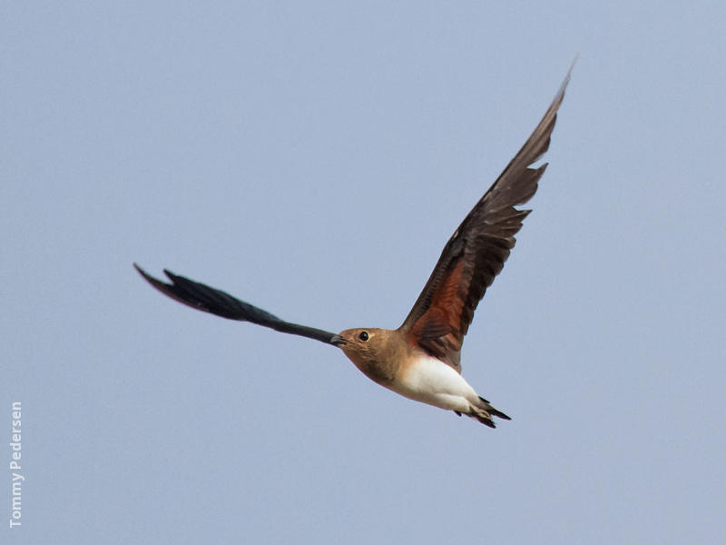 Oriental Pratincole (Immature, UAE)