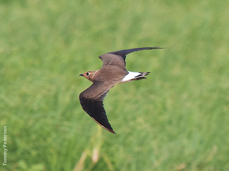 Oriental Pratincole (Immature, UAE)