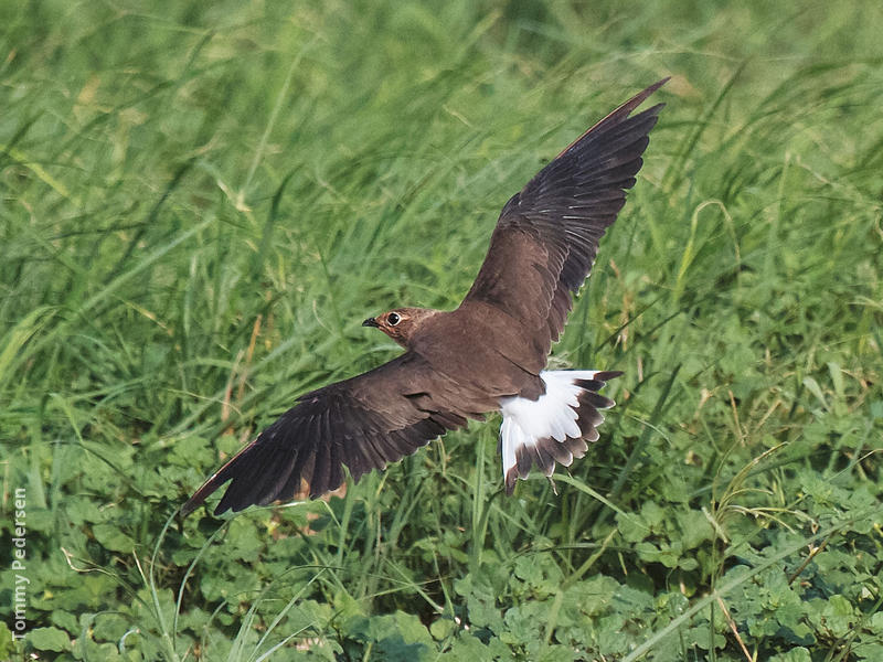 Oriental Pratincole (Immature, UAE)