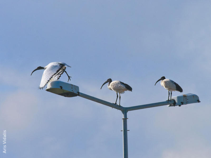 African Sacred Ibis (GREECE)