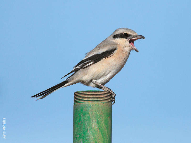 Mauryan Grey Shrike (Winter)