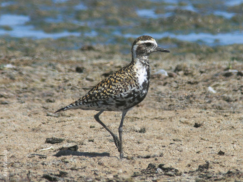 Pacific Golden Plover (OMAN)