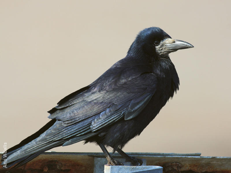 Rook (UK)