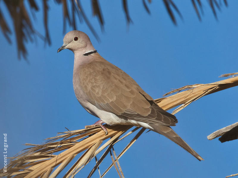 African Collared Dove (EGYPT)