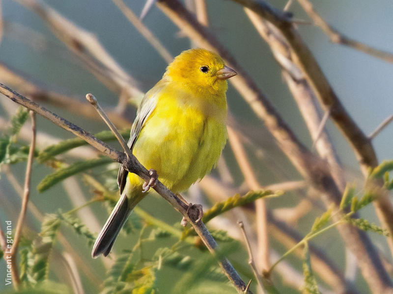 Arabian Golden Sparrow (Male)