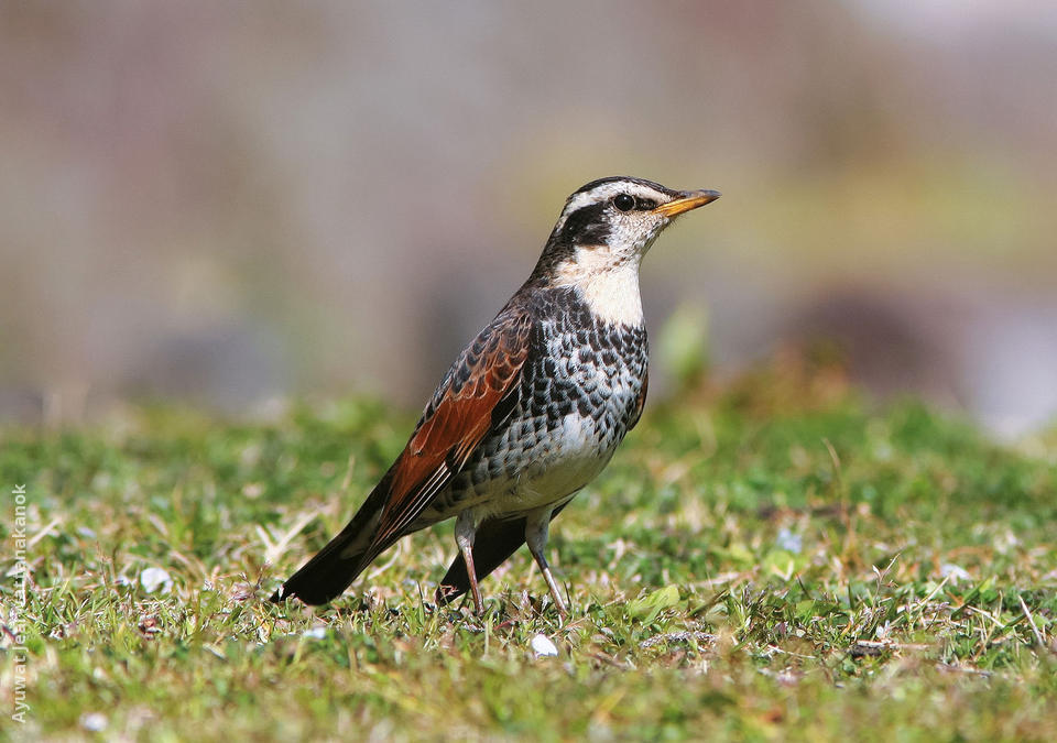 Dusky Thrush | KuwaitBirds.org