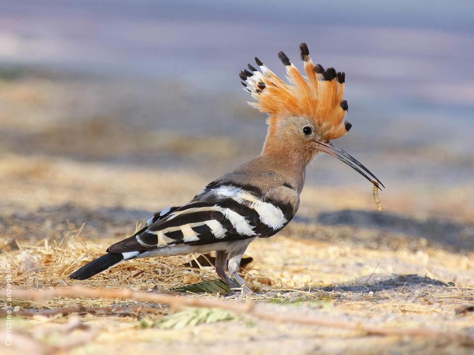 Eurasian Hoopoe KuwaitBirds Eurasian Hoopoe KuwaitBirds