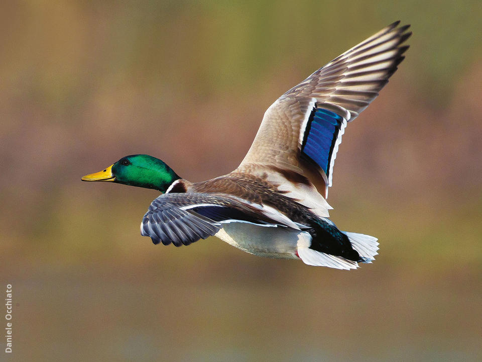 Mallard | KuwaitBirds.org