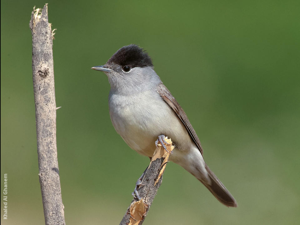 Male blackcap sale