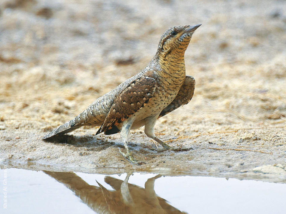 Eurasian Wryneck | KuwaitBirds.org