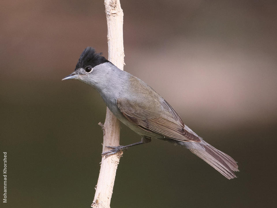 Male blackcap outlet