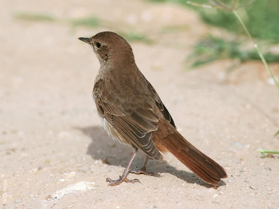 Common Nightingale KuwaitBirds nightingale-songbird-migratory-nocturnal-britannica