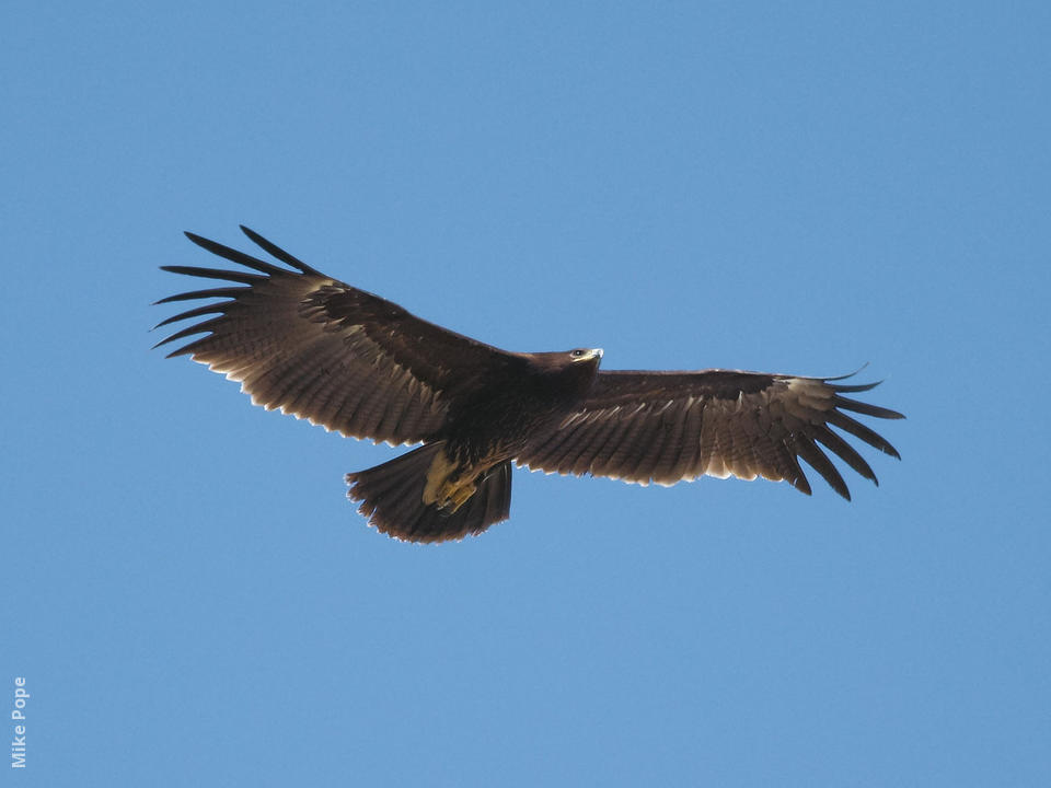 Greater Spotted Eagle | KuwaitBirds.org