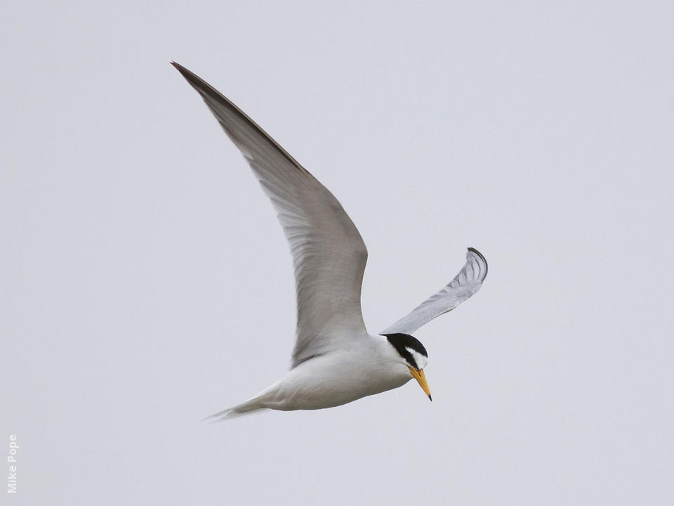 Little Tern | KuwaitBirds.org