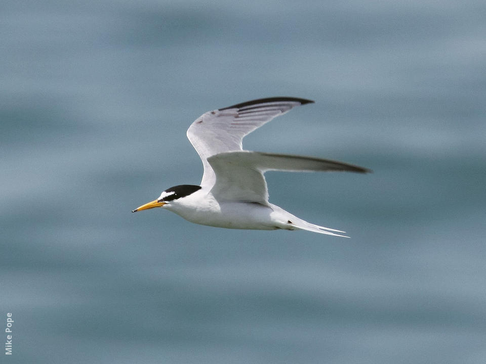 Little Tern | KuwaitBirds.org