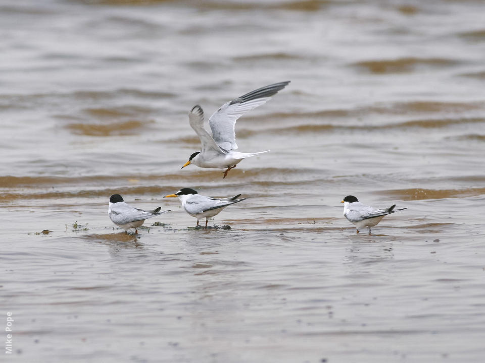 Little Tern | KuwaitBirds.org