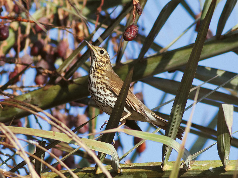 Song Thrush | KuwaitBirds.org