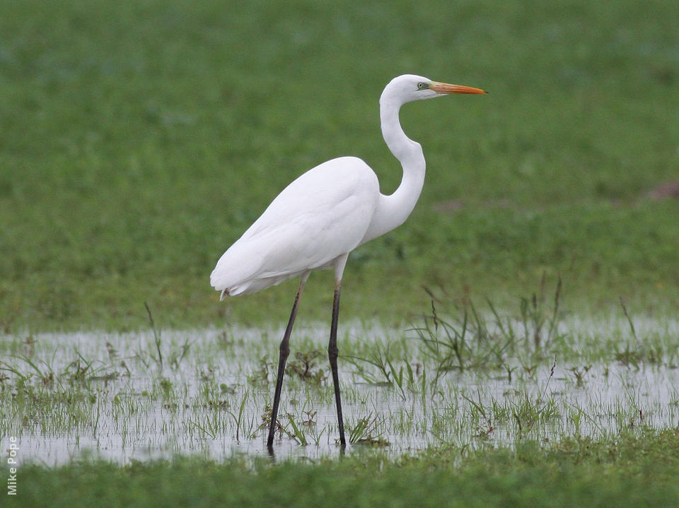 western-great-egret-mp.jpg