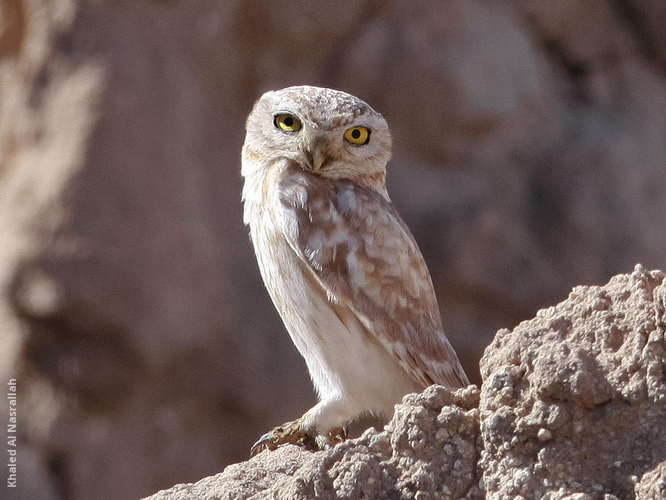 Lilith Owlet | KuwaitBirds.org