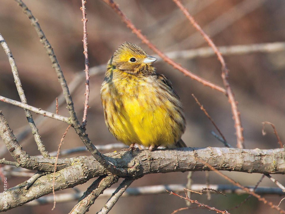 Yellowhammer | KuwaitBirds.org