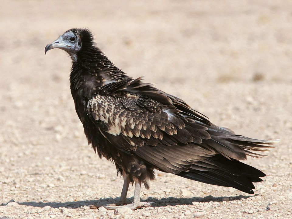 egyptian-vulture-juvenile-pf.jpg