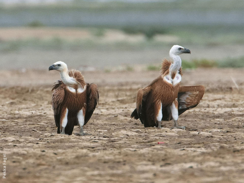 Common griffon, bird