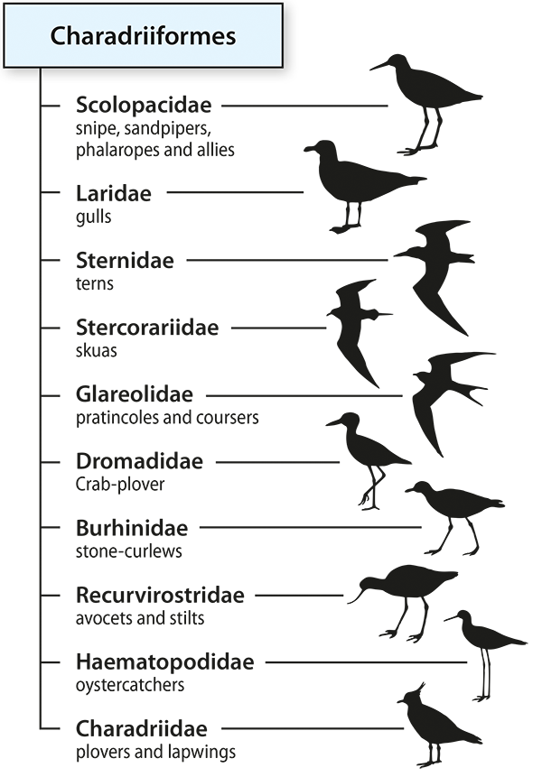 Order birds cheap
