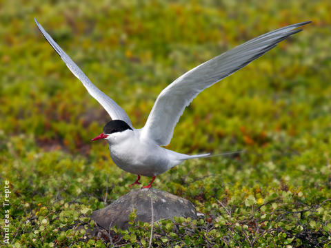 Arctic Tern