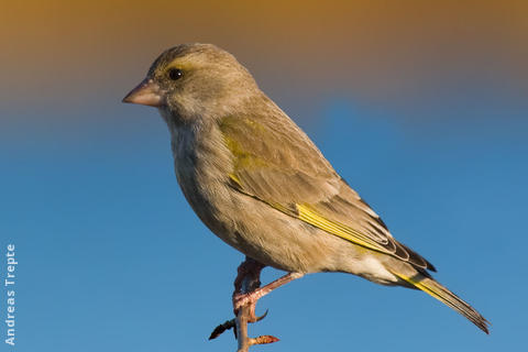 European Greenfinch (female, Gremany)