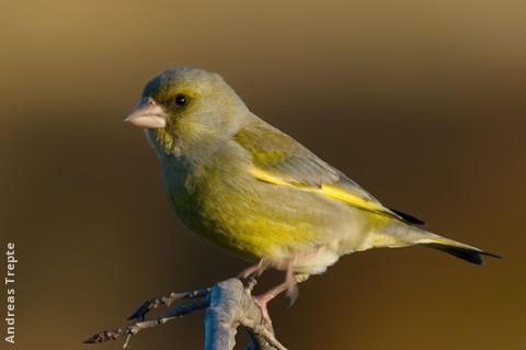 European Greenfinch (male, Gremany)