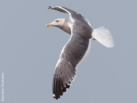 Heuglin’s Gull (Winter)