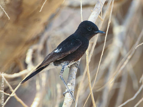 Pied Stonechat (Spring)