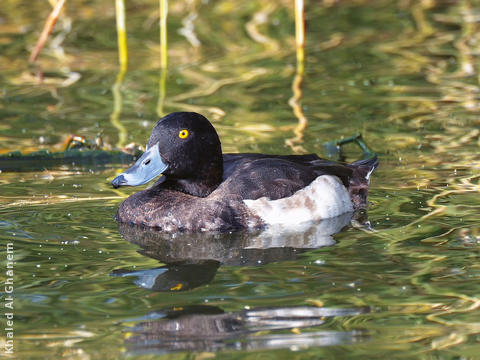 Tufted Duck (Male)