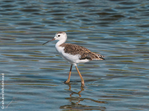 Black-winged Stilt (Juvenile)