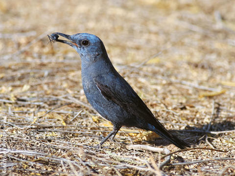 Blue Rock Thrush (Male)