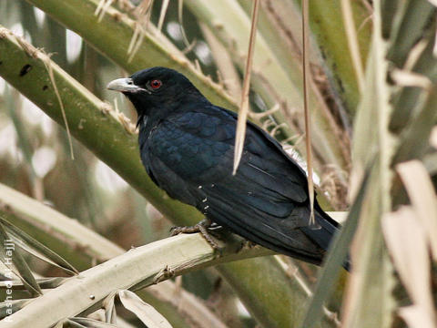 Asian Koel