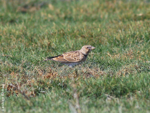 Calandra Lark