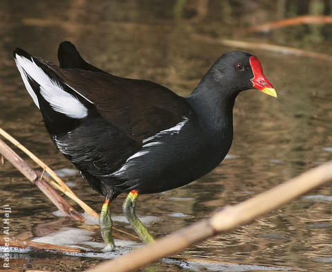 Common Moorhen