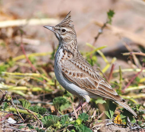 Crested Lark