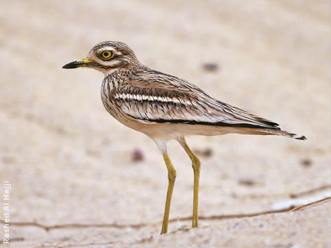 Eurasian Stone-curlew