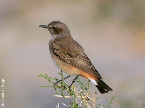 Kurdistan Wheatear (Female)