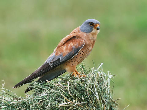 Lesser Kestrel (Male)