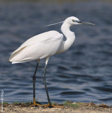 Little Egret